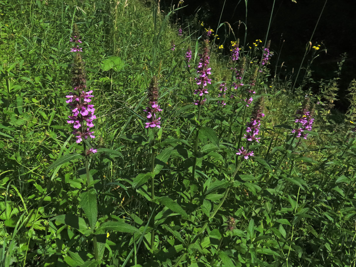 Bukvice lékařská (Betonica officinalis L.)