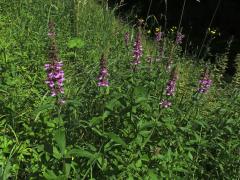 Bukvice lékařská (Betonica officinalis L.)