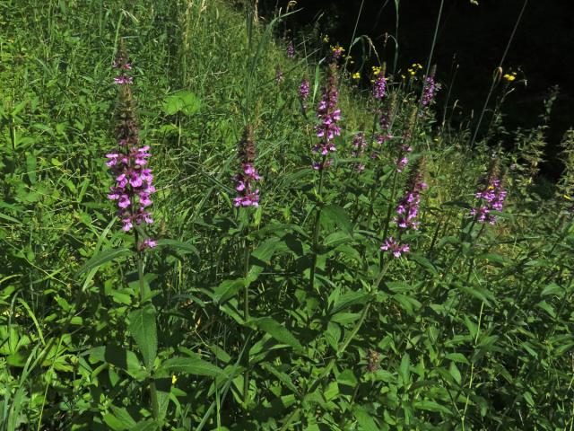 Bukvice lékařská (Betonica officinalis L.)