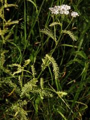 Řebříček obecný (Achillea millefolium L.) s panašovanými listy (3a)