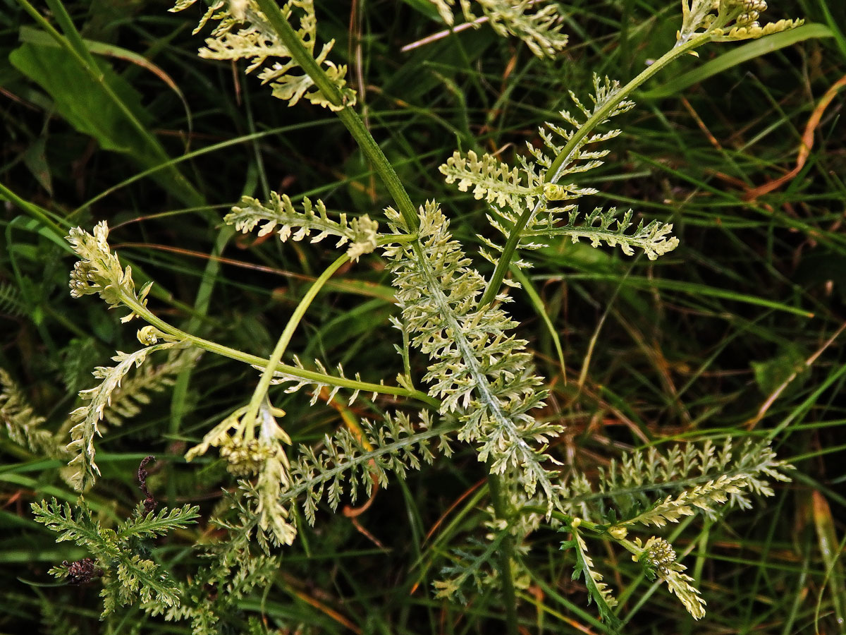 Řebříček obecný (Achillea millefolium L.) s panašovanými listy (3b)