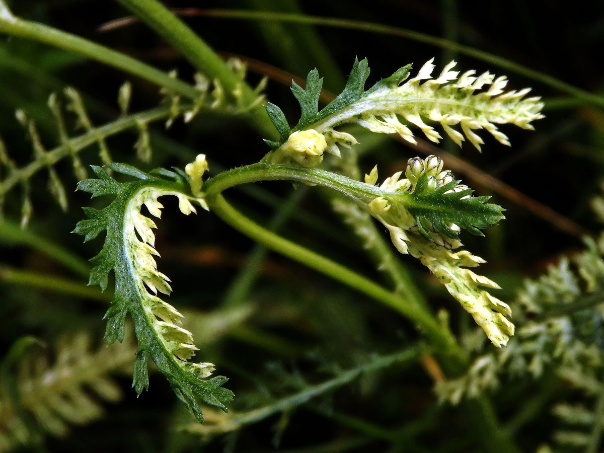 Řebříček obecný (Achillea millefolium L.) s panašovanými listy (3c)