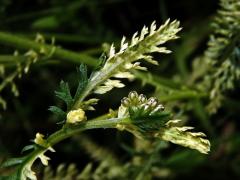 Řebříček obecný (Achillea millefolium L.) s panašovanými listy (3d)