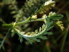 Řebříček obecný (Achillea millefolium L.) s panašovanými listy (3e)