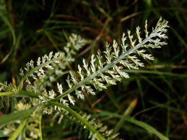 Řebříček obecný (Achillea millefolium L.) s panašovanými listy (3f)