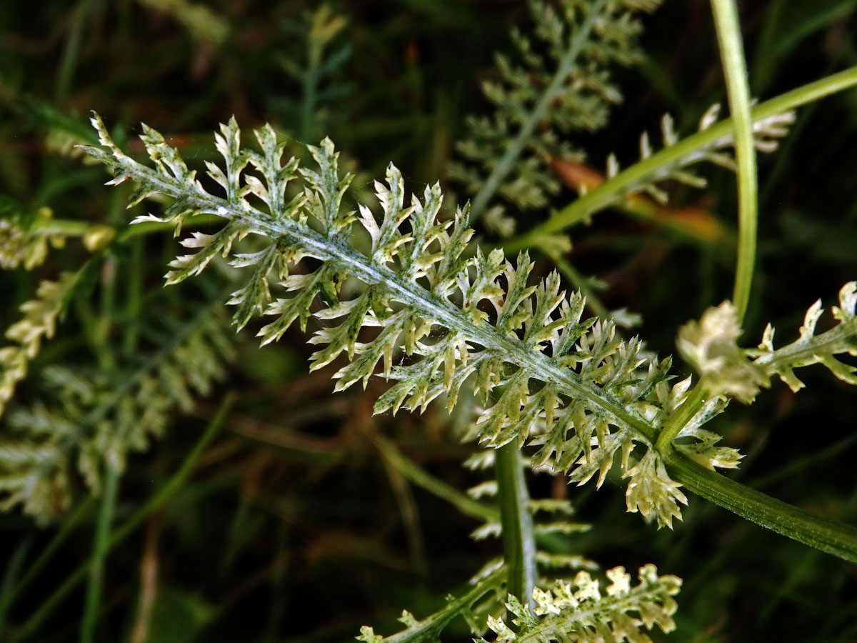 Řebříček obecný (Achillea millefolium L.) s panašovanými listy (3g)