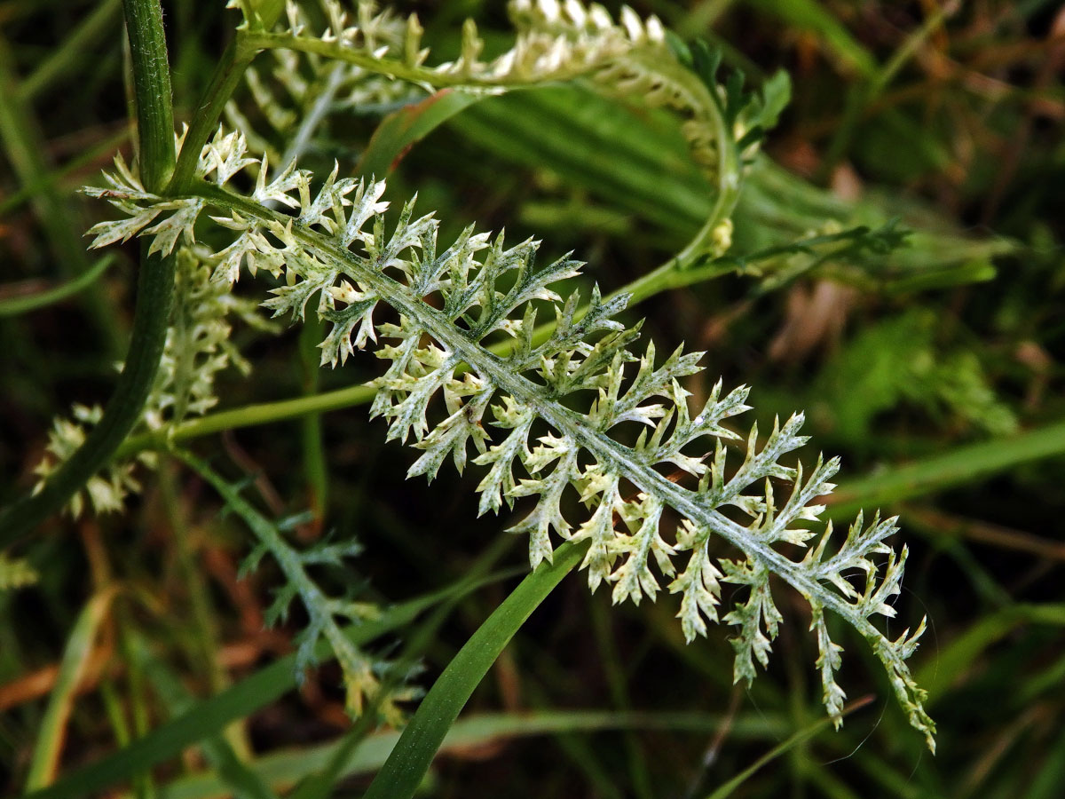 Řebříček obecný (Achillea millefolium L.) s panašovanými listy (3h)