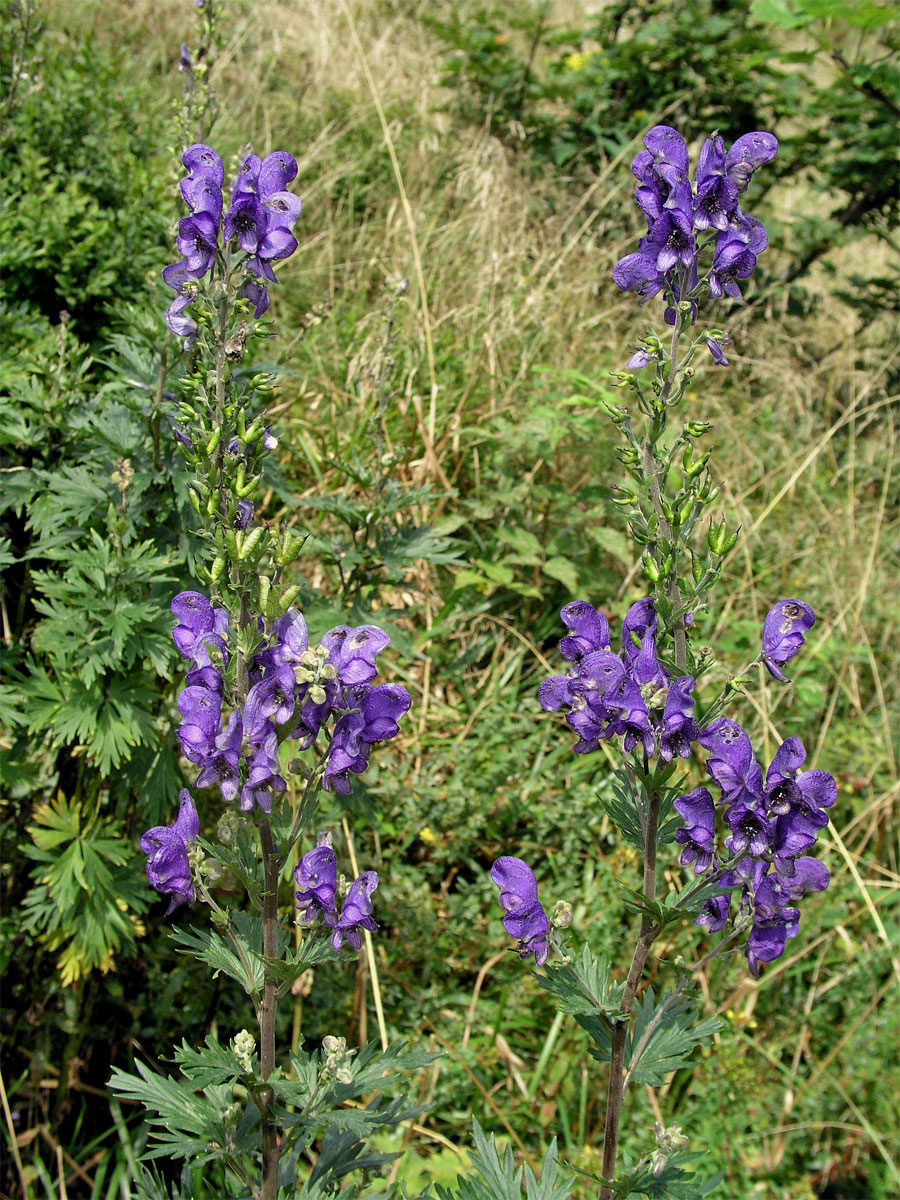 Oměj tuhý moravský (Aconitum firmum Rchb. subsp. moravicum Skalický)