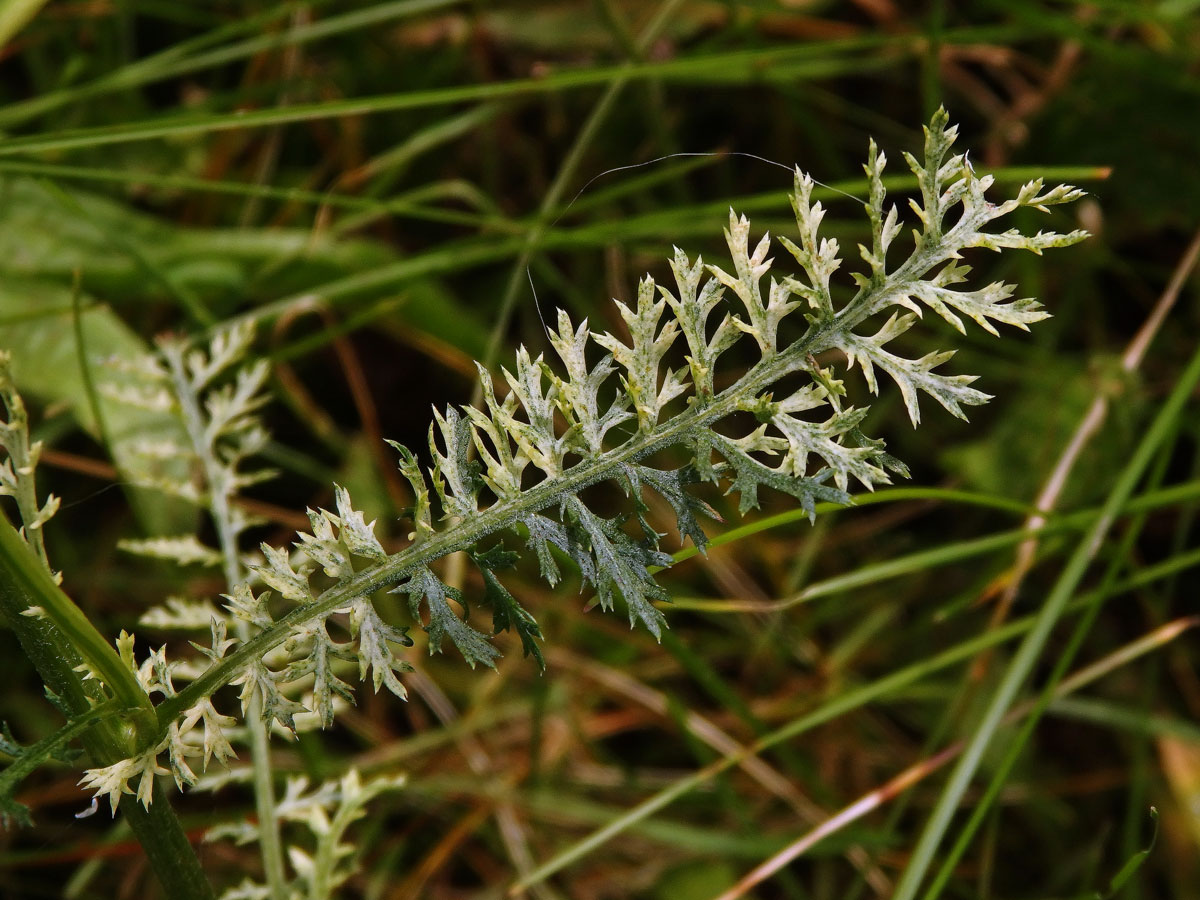 Řebříček obecný (Achillea millefolium L.) s panašovanými listy (3i)