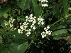 Parthenium integrifolium L.