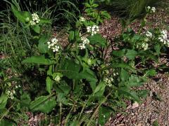 Parthenium integrifolium L.