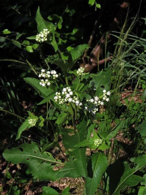 Parthenium integrifolium L.