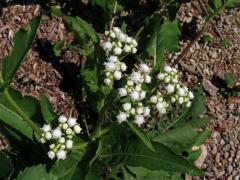 Parthenium integrifolium L.