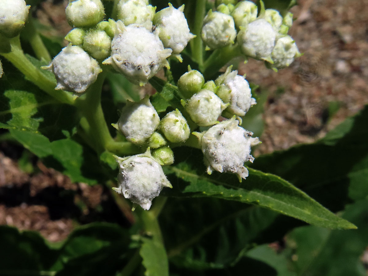 Parthenium integrifolium L.