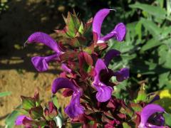 Šalvěj (Salvia canariensis L.)