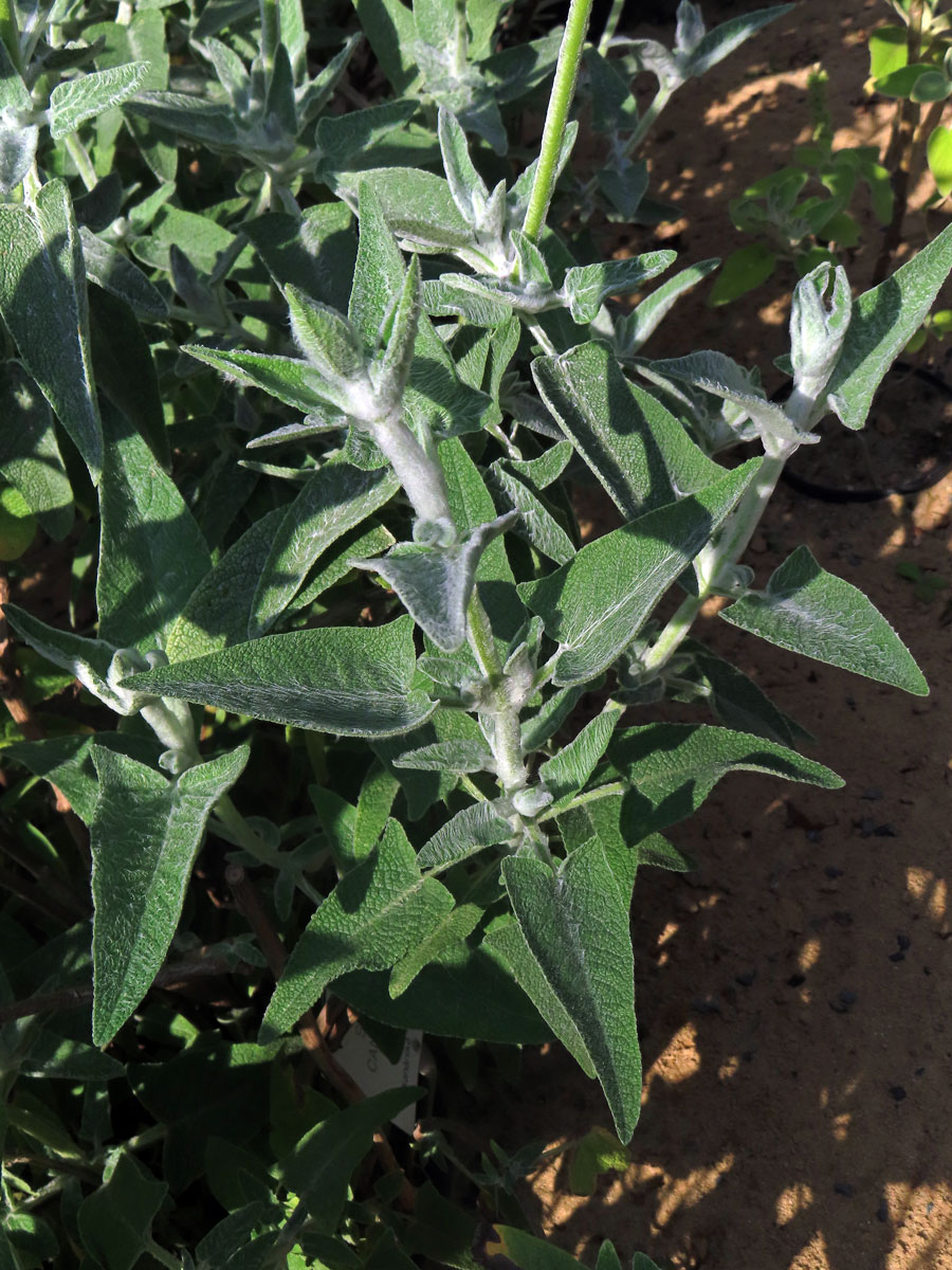 Šalvěj (Salvia canariensis L.)