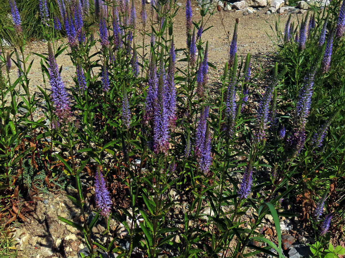 Rozrazil vstavačovitý (Veronica orchidea Crantz)