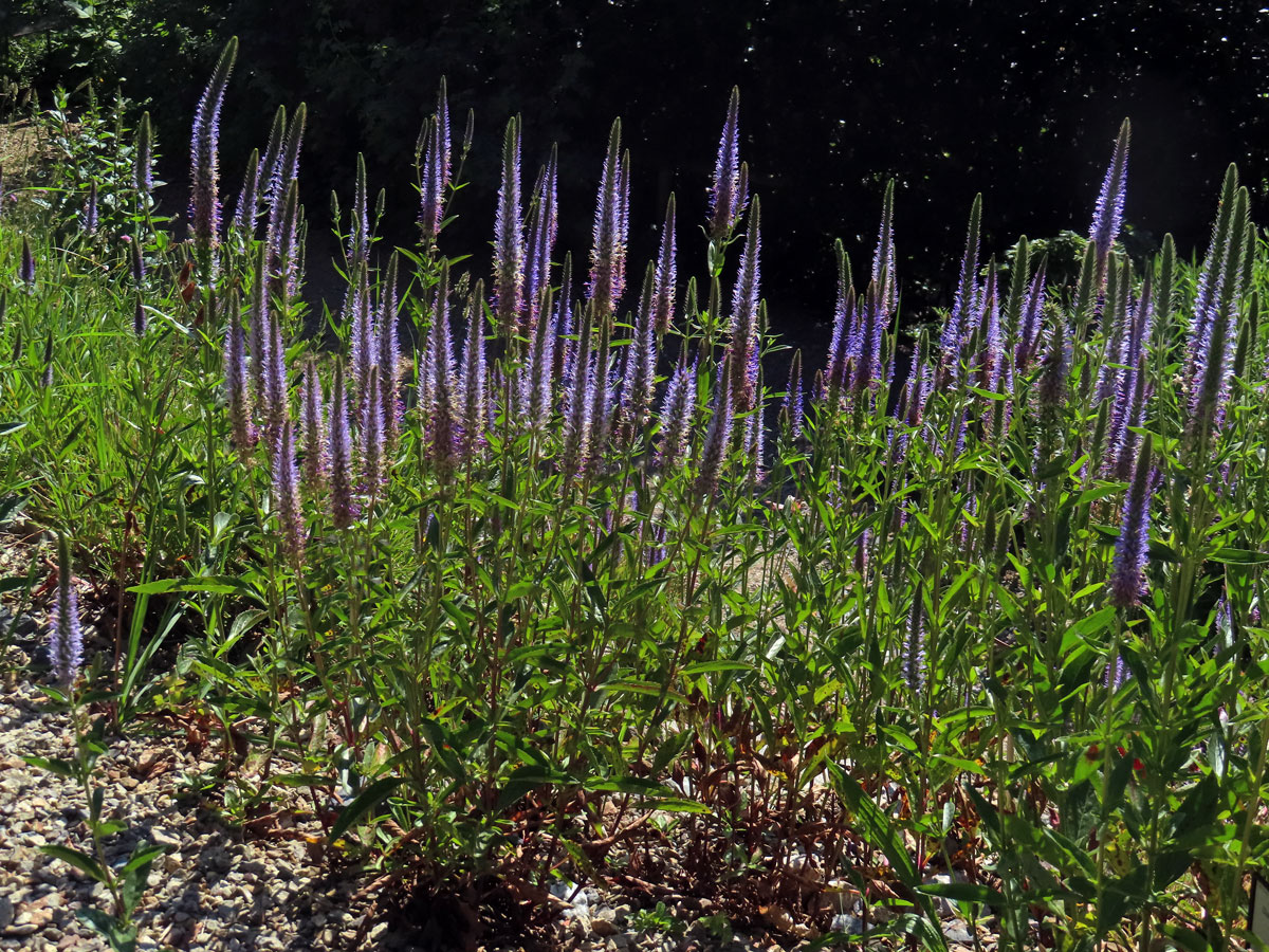 Rozrazil vstavačovitý (Veronica orchidea Crantz)