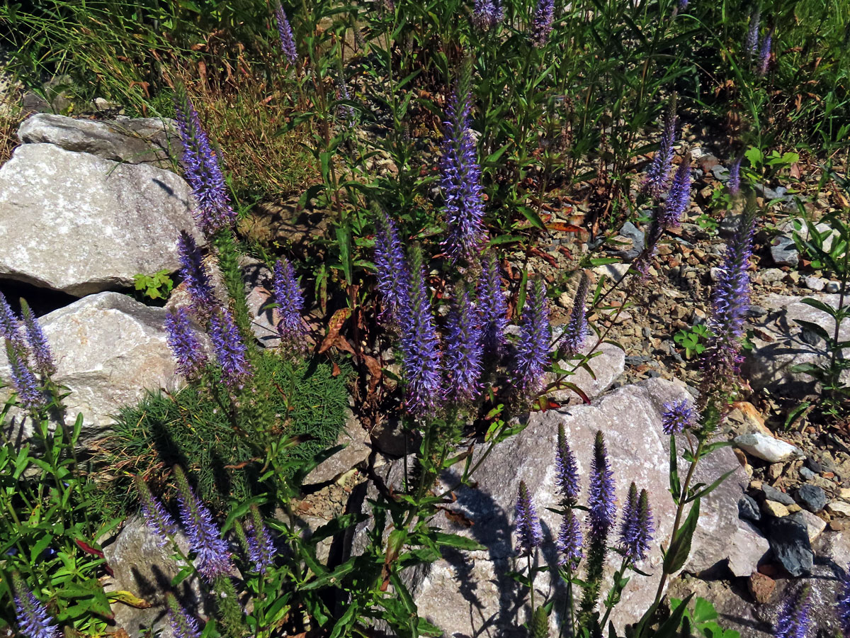 Rozrazil vstavačovitý (Veronica orchidea Crantz)