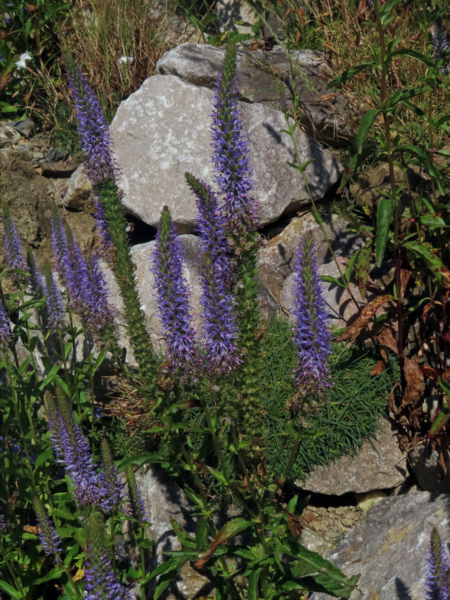 Rozrazil vstavačovitý (Veronica orchidea Crantz)