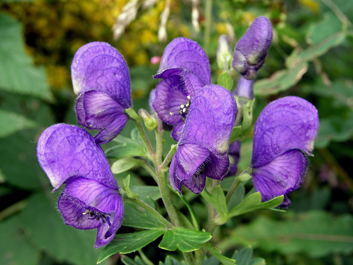 Oměj tuhý moravský (Aconitum firmum Rchb. subsp. moravicum Skalický)