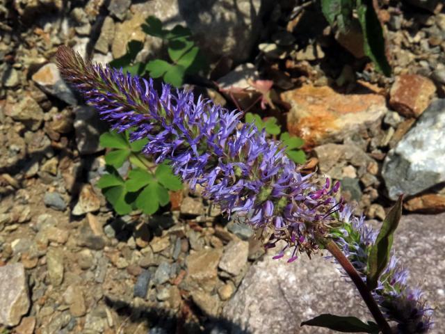 Rozrazil vstavačovitý (Veronica orchidea Crantz)