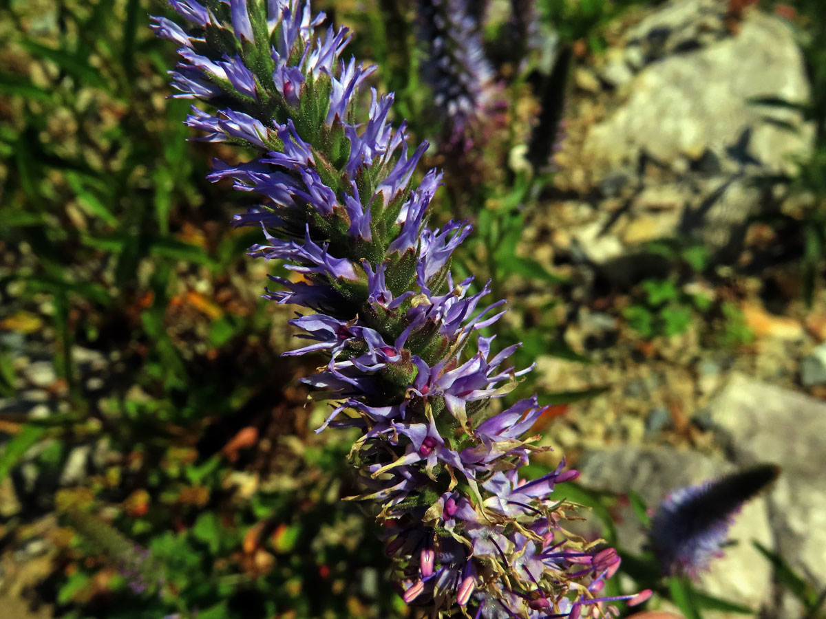 Rozrazil vstavačovitý (Veronica orchidea Crantz)