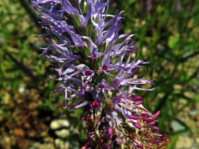 Rozrazil vstavačovitý (Veronica orchidea Crantz)