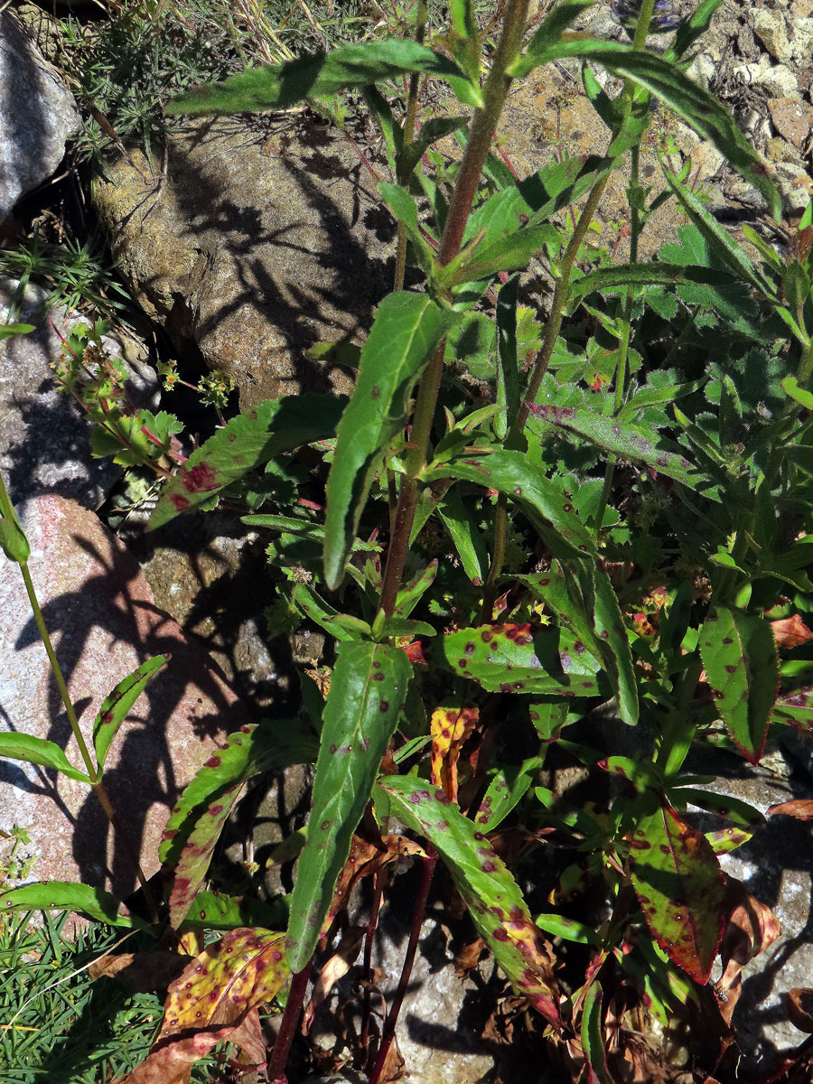 Rozrazil vstavačovitý (Veronica orchidea Crantz)