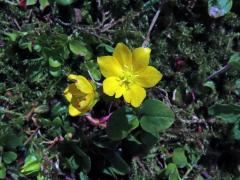 Vrbina penízková (Lysimachia nummularia L.) s šestičetným květem (16)