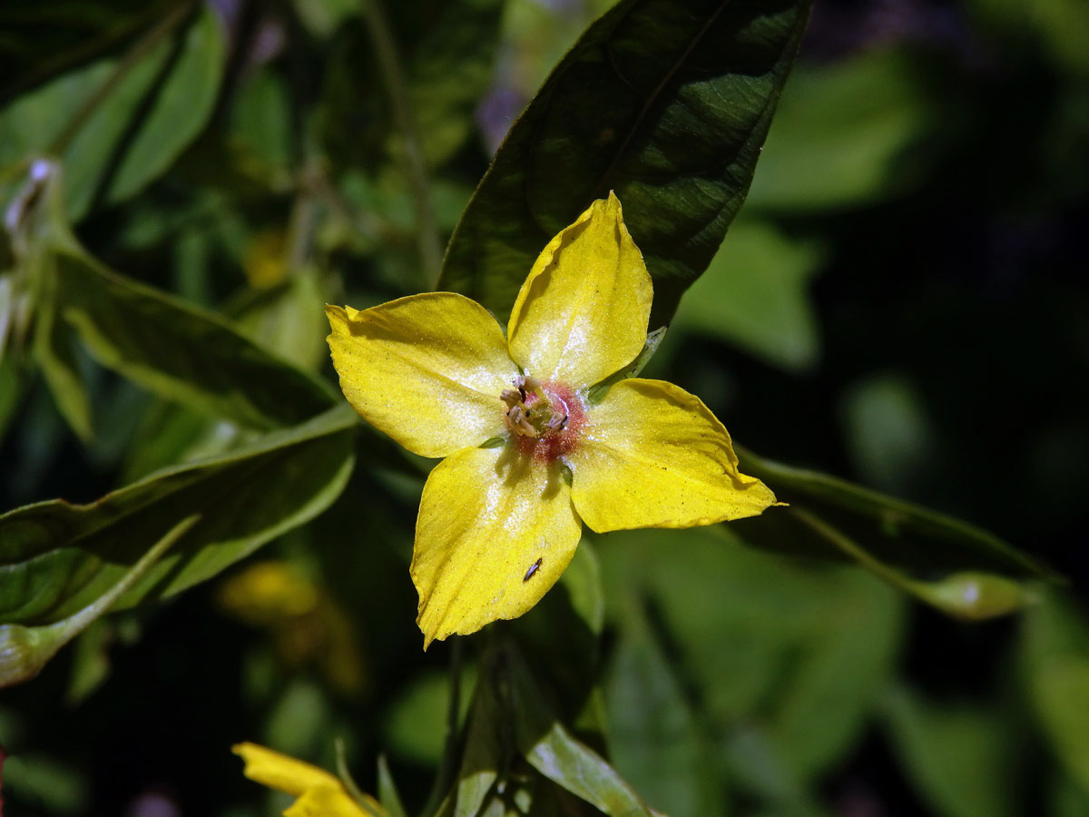 Vrbina tečkovaná (Lysimachia punctata L.) se čtyřčetným květem (6)