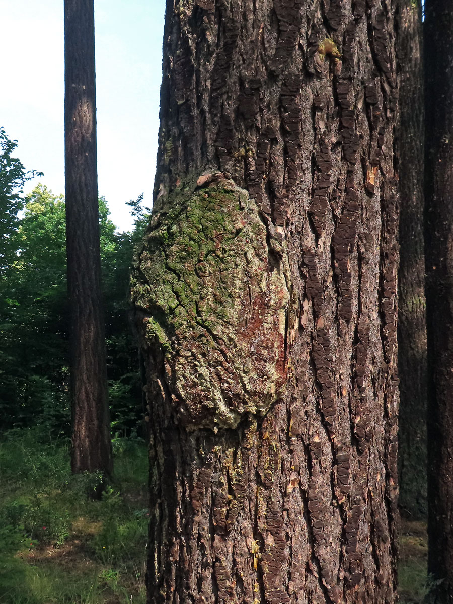 Douglaska tisolistá (Pseudotsuga menziesii (Mirbel) Franco) s nádorem na kmeni (2c)