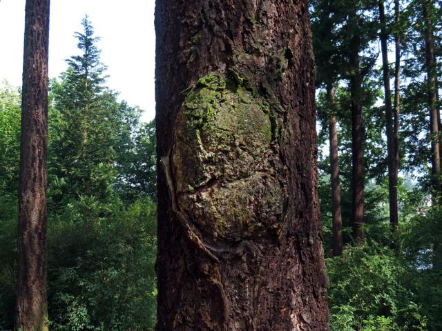 Douglaska tisolistá (Pseudotsuga menziesii (Mirbel) Franco) s nádorem na kmeni (3b)