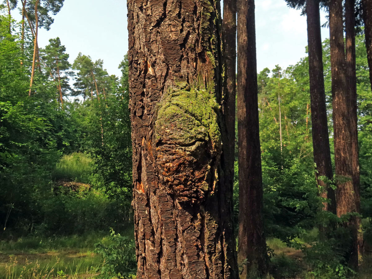 Douglaska tisolistá (Pseudotsuga menziesii (Mirbel) Franco) s nádorem na kmeni (8)