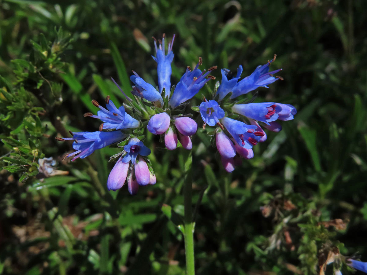 Moltkia petraea (Tratt.) Griseb.