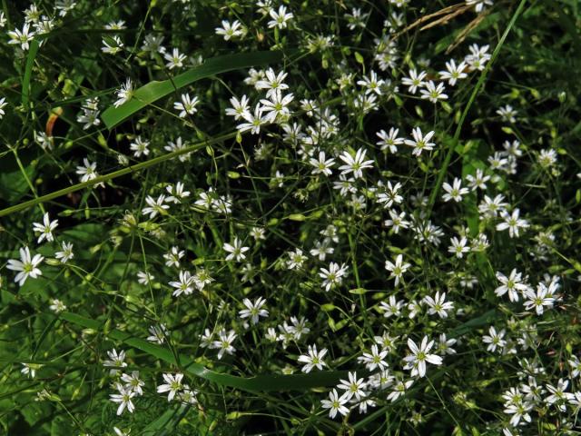 Ptačinec trávovitý (Stellaria graminea L.)