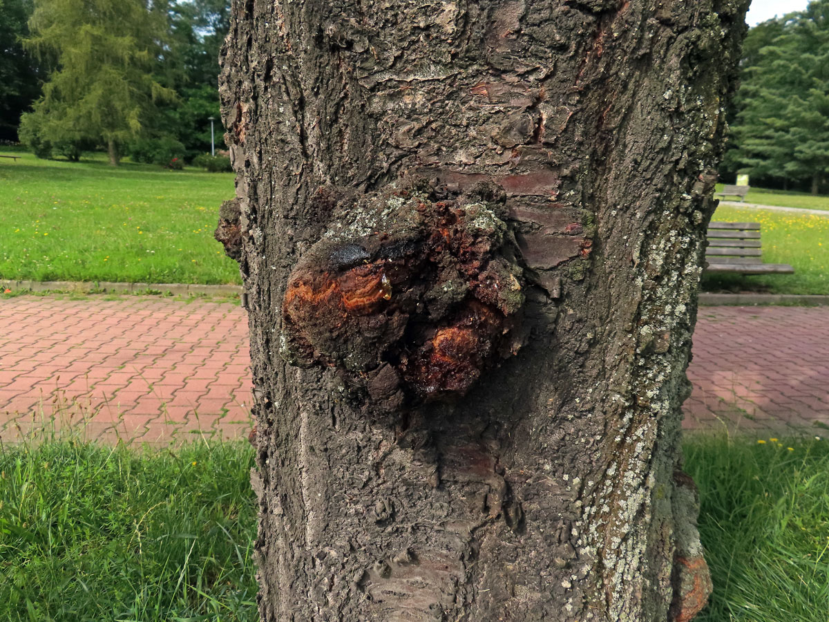 Sakura ozdobná (Prunus serrulata Lindl) (86b) s nádory na kmeni