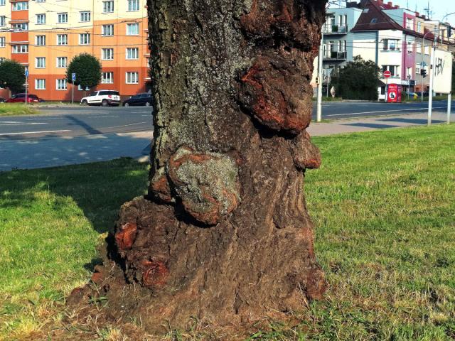 Sakura ozdobná (Prunus serrulata Lindl) (86c) s nádory na kmeni