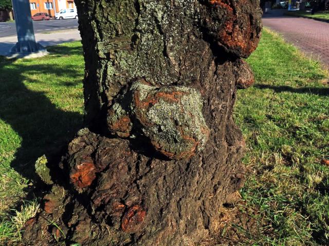 Sakura ozdobná (Prunus serrulata Lindl) (86d) s nádory na kmeni