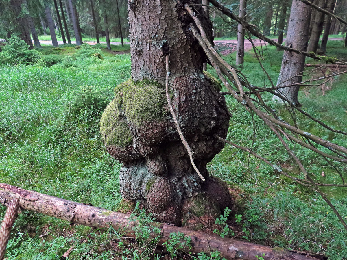 Smrk ztepilý (Picea abies (L.) Karsten) (45a) s nádory na kmeni