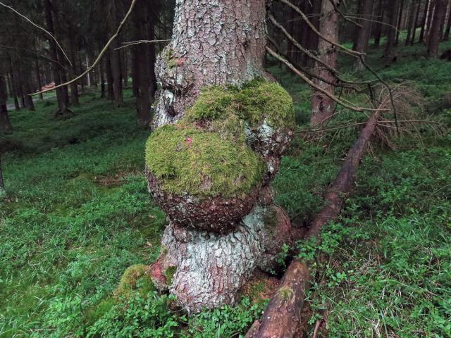 Smrk ztepilý (Picea abies (L.) Karsten) (45b) s nádory na kmeni