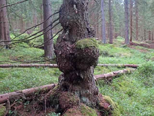 Smrk ztepilý (Picea abies (L.) Karsten) (45d) s nádory na kmeni