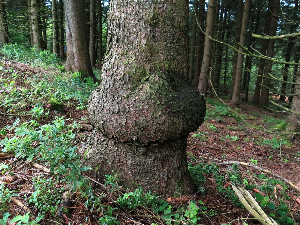 Smrk ztepilý (Picea abies (L.) Karsten) (46) s nádorem na kmeni