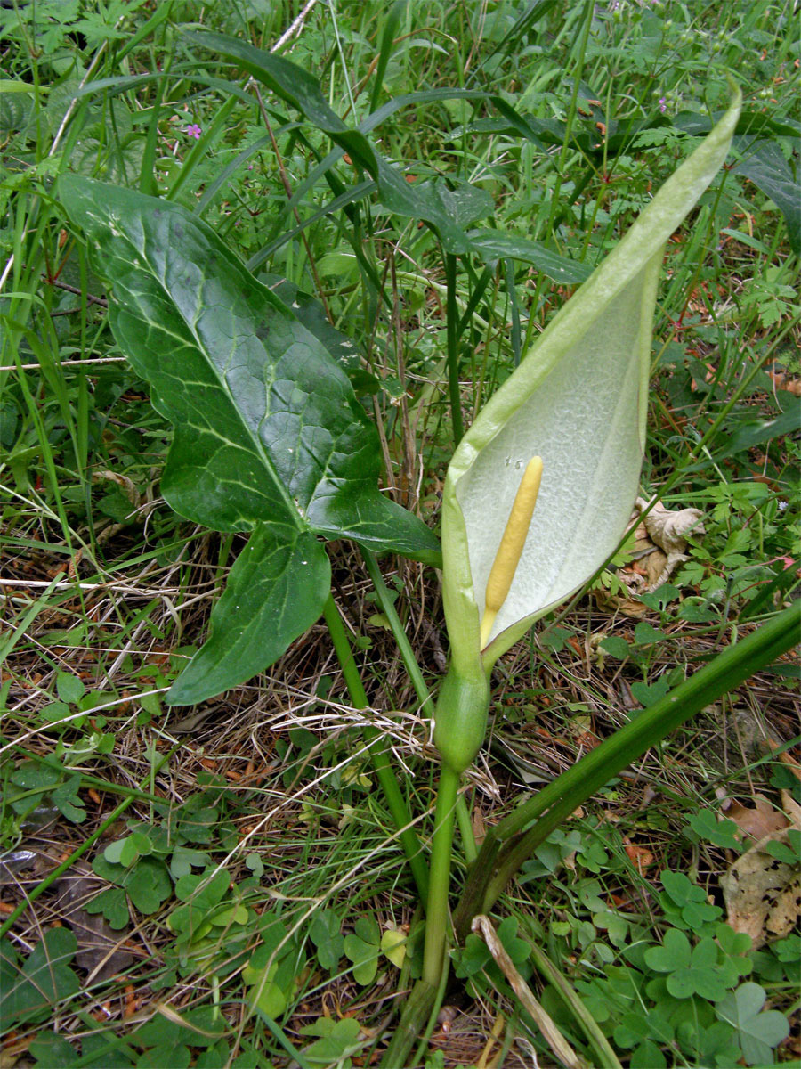 Áron italský (Arum italicum Mill.)