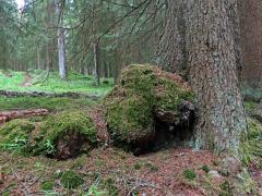 Smrk ztepilý (Picea abies (L.) Karsten) (47) s nádory na kořeni