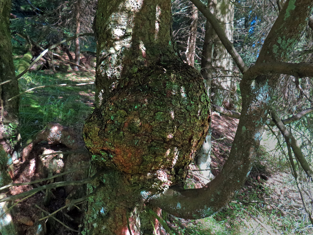 Smrk ztepilý (Picea abies (L.) Karsten) (48a) s nádorem na kmeni