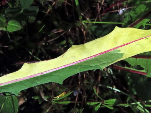 Máchelka podzimní (Leontodon autumnalis L.) s panašovanými listy (1d)