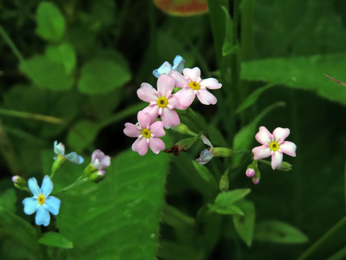 Pomněnka lesní (Myosotis sylvatica Hoffm.) s růžovými květy (7)