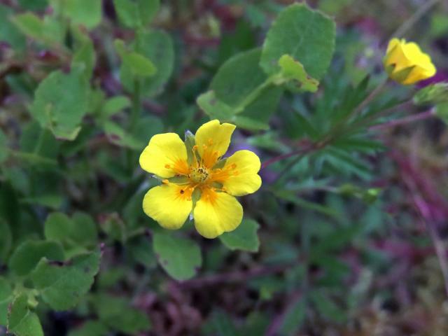 Mochna nátržník (Potentilla erecta (L.) Rauschel) s pětičetným květem (11)