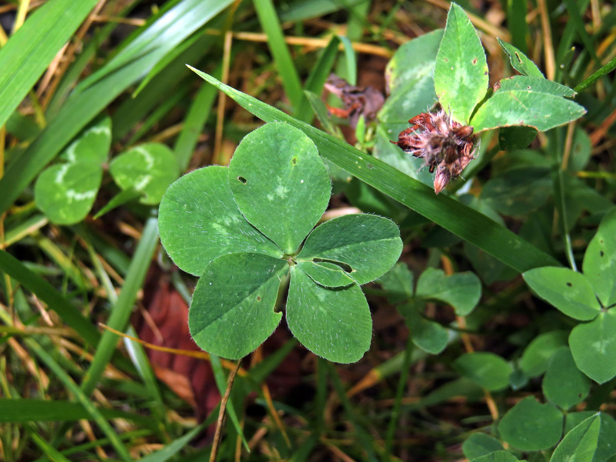 Jetel plazivý (Trifolium repens L.) - pětilístek (1)